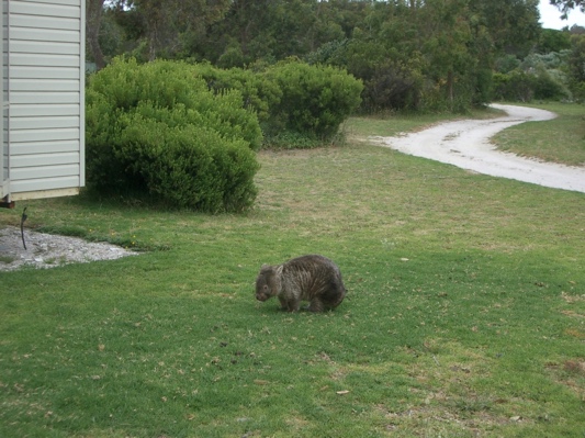 Young wombat on the lawn