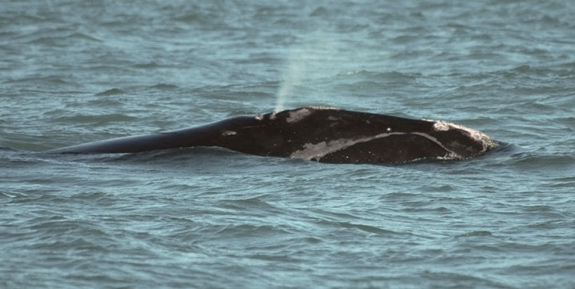 Southern Right whale & calf